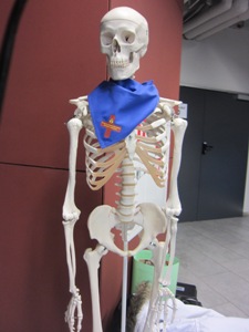 Skeletas