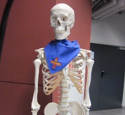 Skeletas