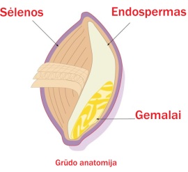 Grūdo anatomija