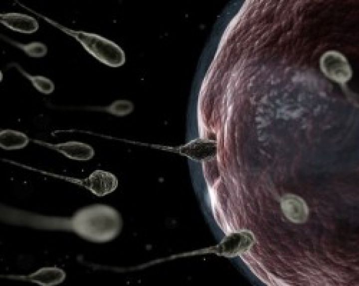 Vyrų sėkloje sparčiai mažėja spermatozoidų