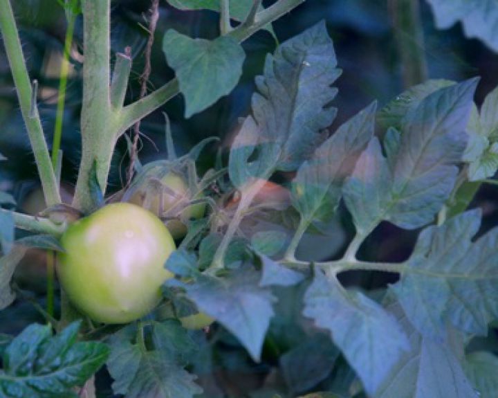 Kiek vitamino C turi Lietuvoje auginami pomidorai?