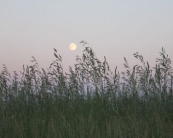 Pirmą kartą patikimai įrodytas Mėnulio poveikis miego kokybei 