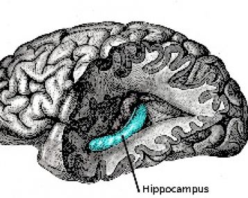 Gilios komos ištiktose smegenyse Kanados neurofiziologai atrado nežinomą aktyvumo formą