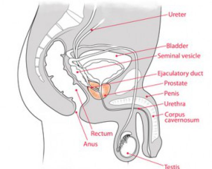 Gerybinis prostatos išvešėjimas – ne nuosprendis vyriškumui