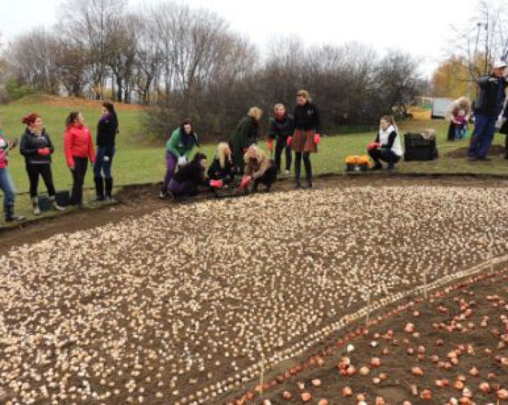 Projekto „Nedelsk“ iniciatyva, iš Nyderlandų atkeliavusios tulpės pražys Rožiniu kaspinu