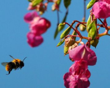 Gydytoja: bičių nuodų preparatai grįžta