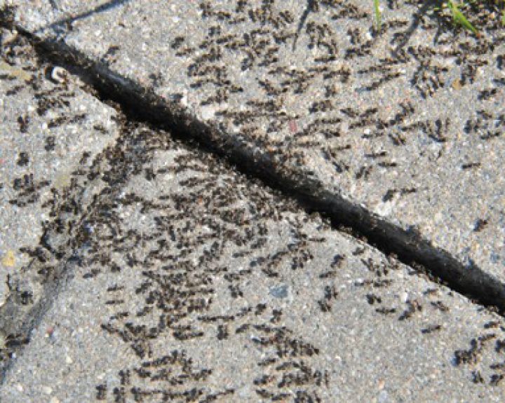 Aptikta Lietuvoje nauja skruzdėlių rūšis 