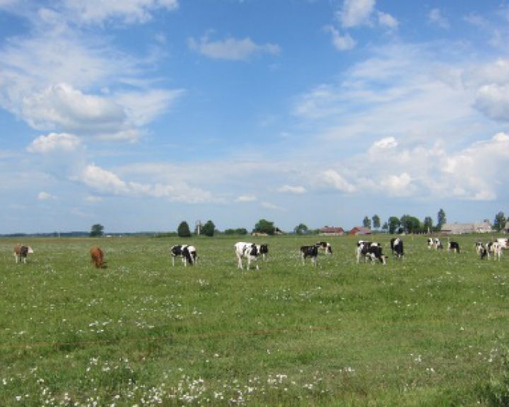 GMO į mėsą, pieną ar kiaušinius per pašarus nepatenka