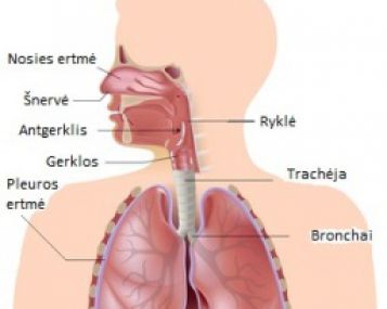 Astma Lietuvoje sergama dvigubai daugiau nei prieš dešimtmetį 