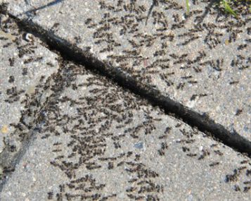 Pasaulis labiausiai bijo tarakonų 