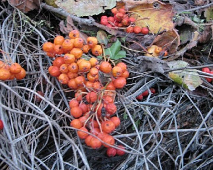 Šermukšniai - vitamino C bomba 