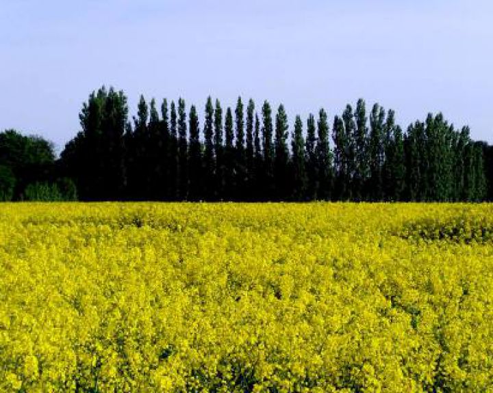 Augalų genomą keičia ir bakterijos