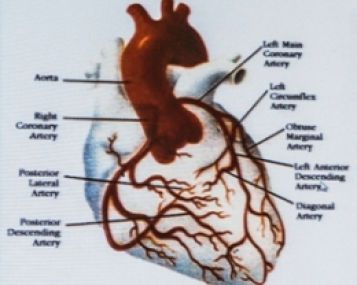 Širdies transplantacijos laukiančiųjų sąraše – daugiausia vyrai