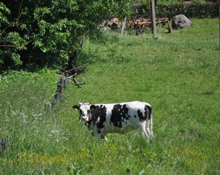 Pieno produktai jūsų grožiui: veido kaukės pagal odos tipą