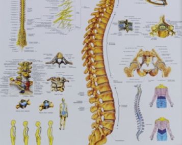 Pasaulinę stuburo dieną - apie nugarą darbo metu