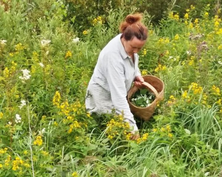 Savigyda vaistažolėmis: kaip atpažinti pavojingas?