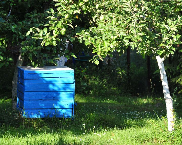 Propolis: sveikatos eliksyras, padedantis užbėgti virusams už akių