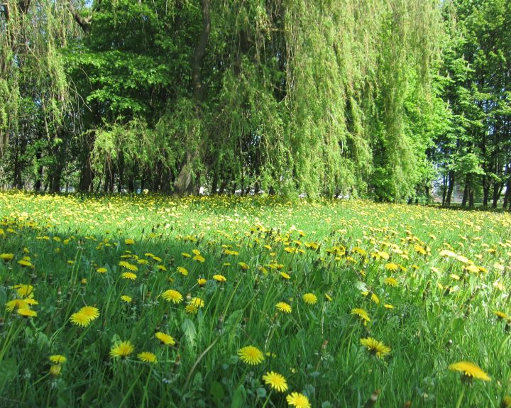 Vitaminų abėcėlė: kokius pasirinkti?