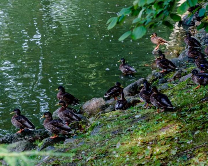 Maudyklų ir rekreacijai skirtų zonų vanduo ne visur švarus