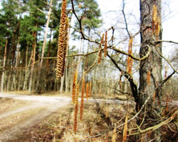 Ką svarbu žinoti žiedadulkėms jautriems žmonėms