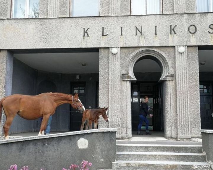 Į atnaujintą kliniką žirgus gabena ir iš kaimyninių šalių 