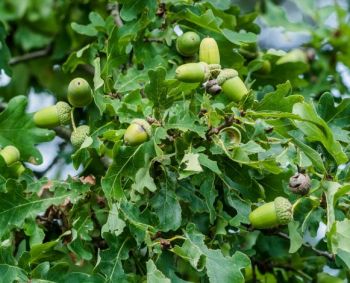 Lietuviška kava – iš kiaulpienių, morkų, varnalėšos ir kitų augalų